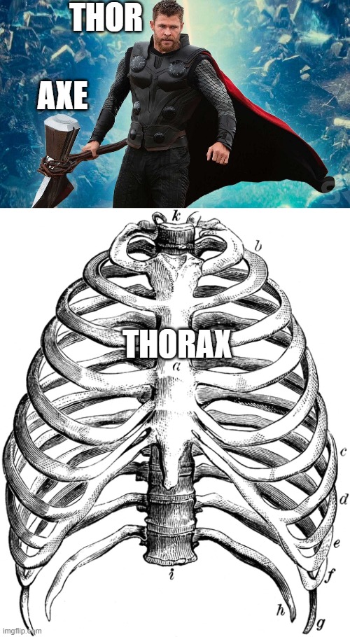 Thorax | THOR; AXE; THORAX | image tagged in thor,medicine,memes,lol,axe | made w/ Imgflip meme maker