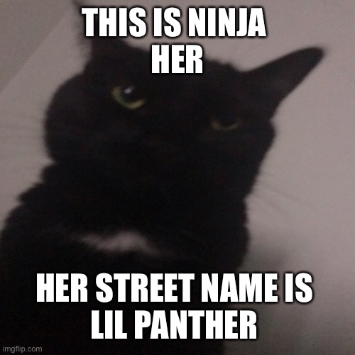 Lil panther | THIS IS NINJA 
HER; HER STREET NAME IS 
LIL PANTHER | image tagged in ninja,yes | made w/ Imgflip meme maker