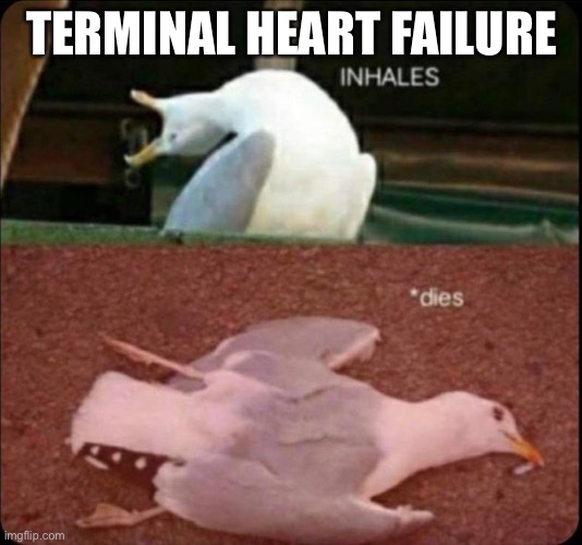Seagull heart attack | TERMINAL HEART FAILURE | image tagged in inhales dies bird,terminal,heart,broken heart | made w/ Imgflip meme maker