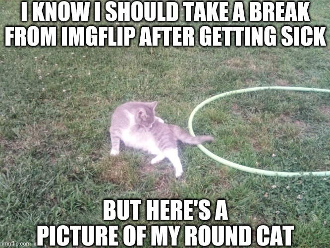 C A T | I KNOW I SHOULD TAKE A BREAK FROM IMGFLIP AFTER GETTING SICK; BUT HERE'S A PICTURE OF MY ROUND CAT | made w/ Imgflip meme maker