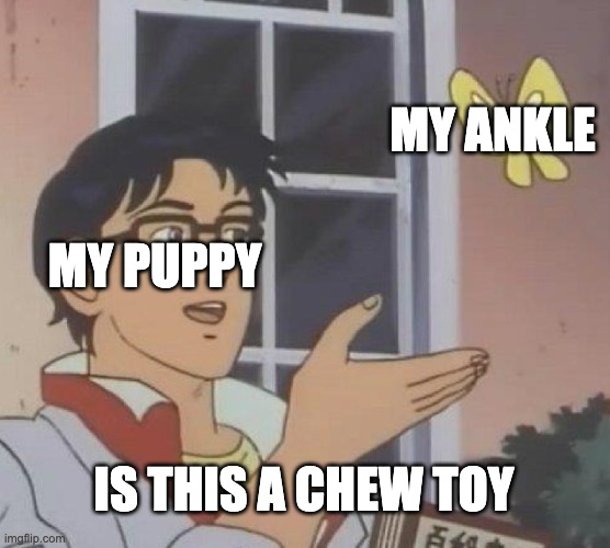 Red heeler puppys are lil devils | MY ANKLE; MY PUPPY; IS THIS A CHEW TOY | image tagged in memes,is this a pigeon | made w/ Imgflip meme maker