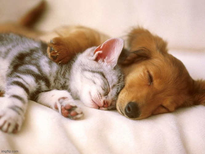 Did know what to post so Lets See how Many Upvotes this Pup and Kitten Can get | image tagged in puppy,kitten,sleeping | made w/ Imgflip meme maker
