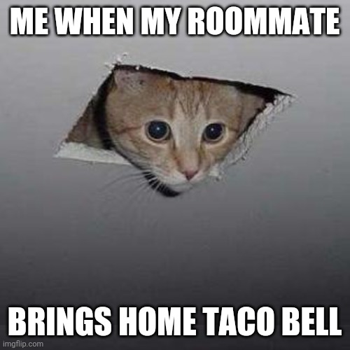 Taco bell cat | ME WHEN MY ROOMMATE; BRINGS HOME TACO BELL | image tagged in memes,ceiling cat | made w/ Imgflip meme maker