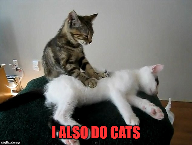 cat massage | I ALSO DO CATS | image tagged in cat massage | made w/ Imgflip meme maker