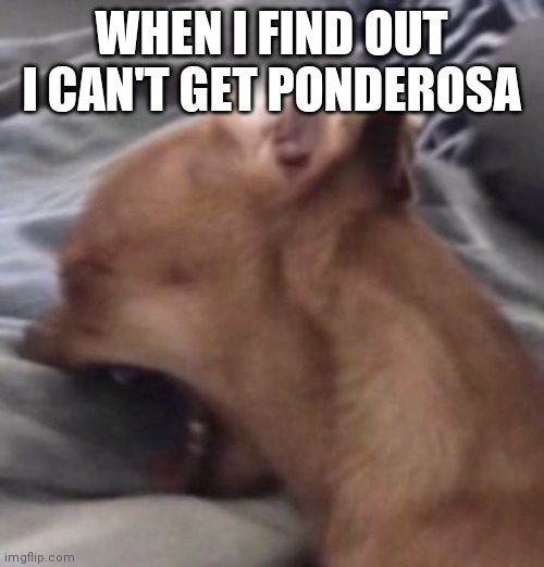 Screaming Dog | WHEN I FIND OUT I CAN'T GET PONDEROSA | image tagged in screaming dog | made w/ Imgflip meme maker
