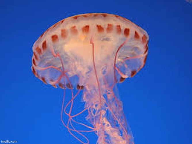 jellyfish | image tagged in jellyfish | made w/ Imgflip meme maker