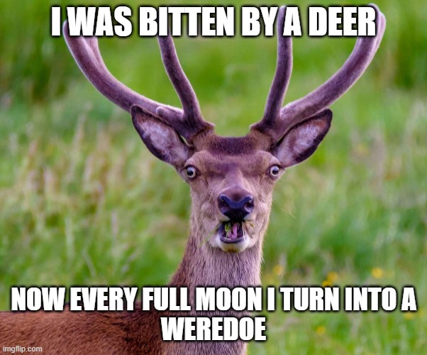 Weredoe | I WAS BITTEN BY A DEER; NOW EVERY FULL MOON I TURN INTO A
WEREDOE | image tagged in deer,horror | made w/ Imgflip meme maker