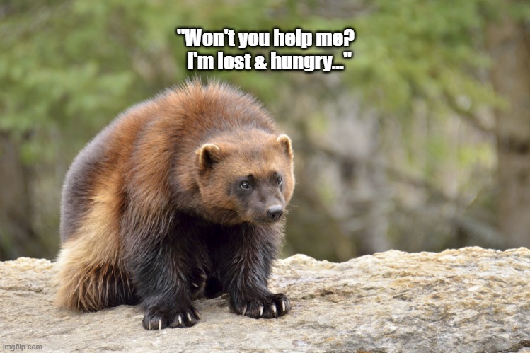 "Won't you help me?   I'm lost & hungry..." | made w/ Imgflip meme maker