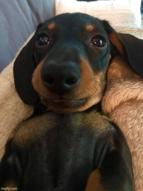 Why did you wake me up? | image tagged in dogs | made w/ Imgflip meme maker