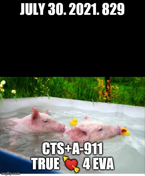 Pigs | JULY 30. 2021. 829; CTS+A-911 TRUE 💘 4 EVA | image tagged in pigs,swimming,swimming pool | made w/ Imgflip meme maker
