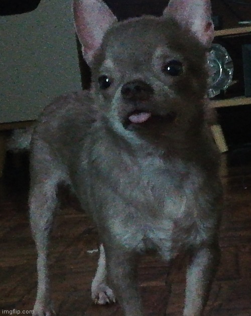 This puppy is name Khalid | image tagged in dogs | made w/ Imgflip meme maker