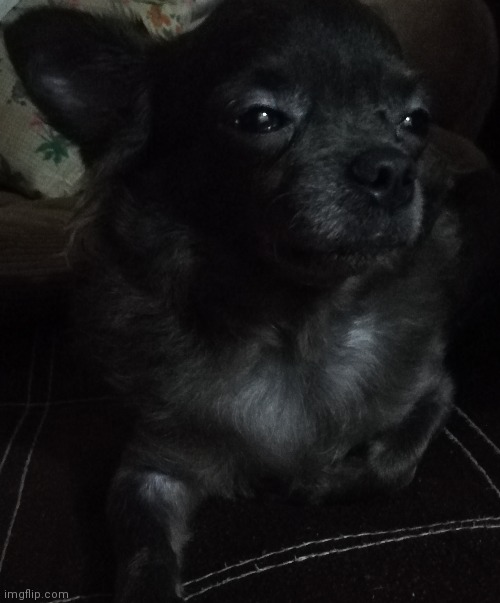 This is Kara :D | image tagged in dogs | made w/ Imgflip meme maker