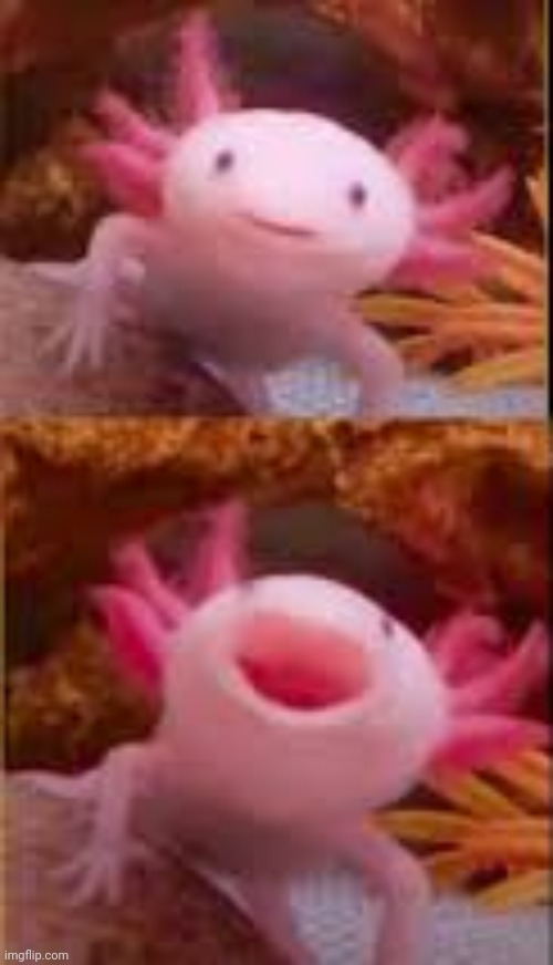 Neutral Happy Axolotl Blank Meme Template