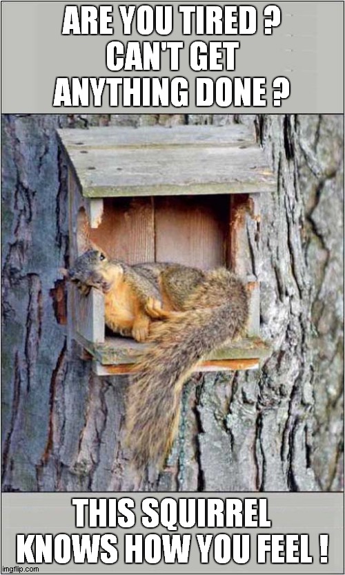 Are You Feeling Sleepy ? |  ARE YOU TIRED ?
CAN'T GET ANYTHING DONE ? THIS SQUIRREL KNOWS HOW YOU FEEL ! | image tagged in fun,squirrels,sleepy | made w/ Imgflip meme maker