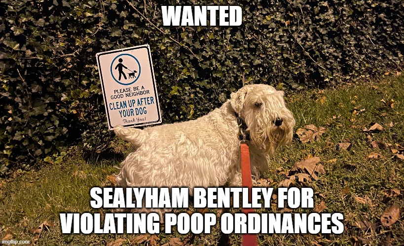 Wanted | WANTED; SEALYHAM BENTLEY FOR VIOLATING POOP ORDINANCES | image tagged in bad pun dog,dogs,funny dogs,dog meme | made w/ Imgflip meme maker
