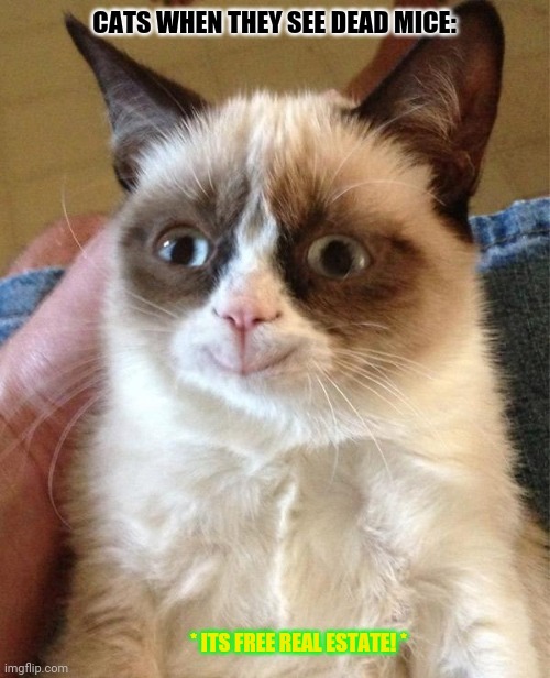 Grumpy Cat Happy | CATS WHEN THEY SEE DEAD MICE:; * ITS FREE REAL ESTATE! * | image tagged in memes,grumpy cat happy,cute cat | made w/ Imgflip meme maker