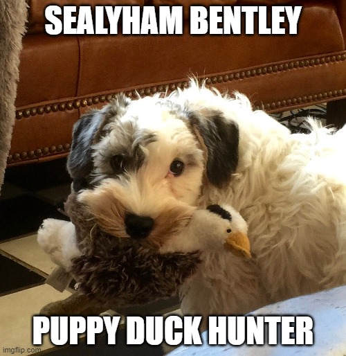 Duck Hunter | SEALYHAM BENTLEY; PUPPY DUCK HUNTER | image tagged in dogs,dog,funny dog,funny dogs,dog memes | made w/ Imgflip meme maker