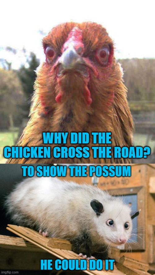 WHY DID THE CHICKEN CROSS THE ROAD? | image tagged in revenge chicken | made w/ Imgflip meme maker