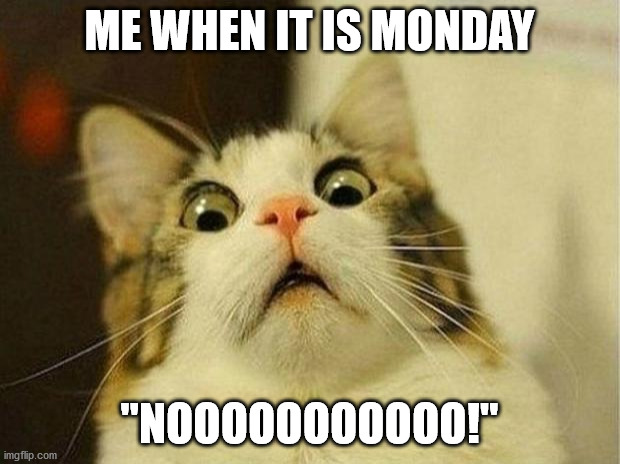 Scared Cat Meme | ME WHEN IT IS MONDAY; "NOOOOOOOOOOO!" | image tagged in memes,scared cat | made w/ Imgflip meme maker