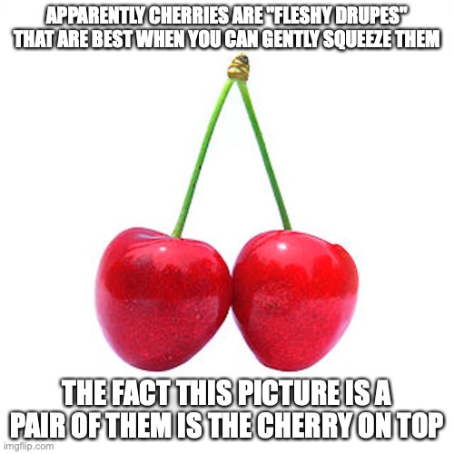 Cherry Pair | APPARENTLY CHERRIES ARE "FLESHY DRUPES" THAT ARE BEST WHEN YOU CAN GENTLY SQUEEZE THEM; THE FACT THIS PICTURE IS A PAIR OF THEM IS THE CHERRY ON TOP | image tagged in cherry,memes,food | made w/ Imgflip meme maker