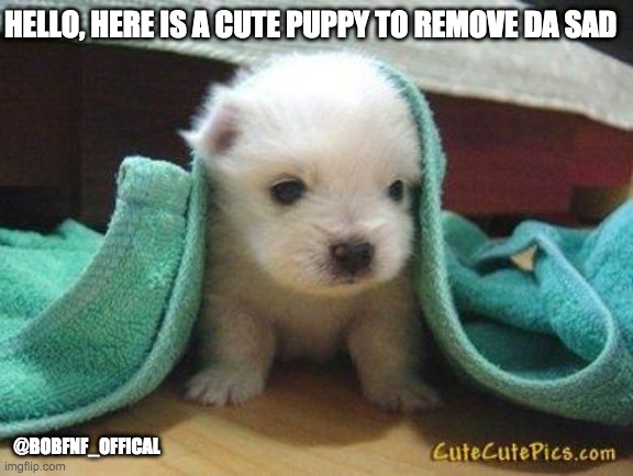 doggo for everyone | HELLO, HERE IS A CUTE PUPPY TO REMOVE DA SAD; @BOBFNF_OFFICAL | image tagged in cute puppy,memes,cute,wholesome,dogs,made by bob_fnf | made w/ Imgflip meme maker