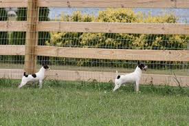 High Quality fence Blank Meme Template