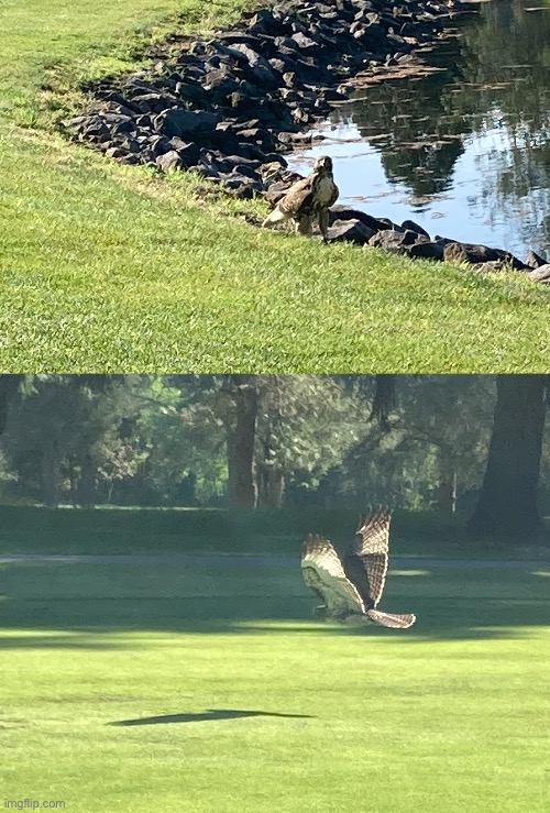 Got these picture while driving a golf cart with my iPhone on full zoom. | image tagged in hawk,photos | made w/ Imgflip meme maker