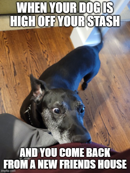 Insane dog | WHEN YOUR DOG IS HIGH OFF YOUR STASH; AND YOU COME BACK FROM A NEW FRIENDS HOUSE | image tagged in insane dog | made w/ Imgflip meme maker