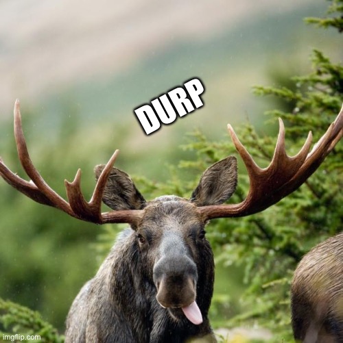 Moose | DURP | image tagged in moose | made w/ Imgflip meme maker
