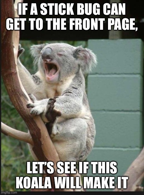 A stickbug did it, so I bet this koala can ⬆️ ⬆️ ⬆️ | IF A STICK BUG CAN GET TO THE FRONT PAGE, LET’S SEE IF THIS KOALA WILL MAKE IT | image tagged in koala yelling,koala,memes,front page,i fear no man,cute animals | made w/ Imgflip meme maker