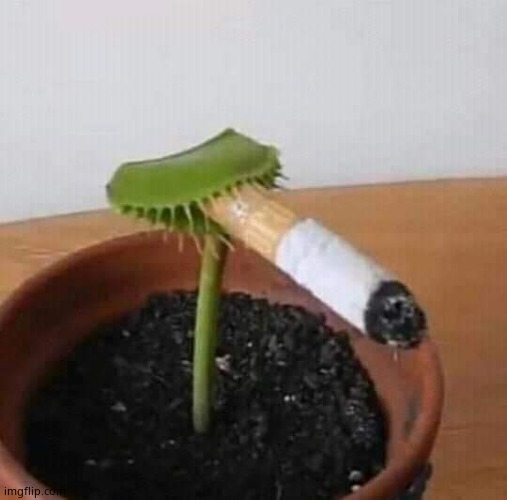 Smoking flytrap | image tagged in smoking flytrap | made w/ Imgflip meme maker