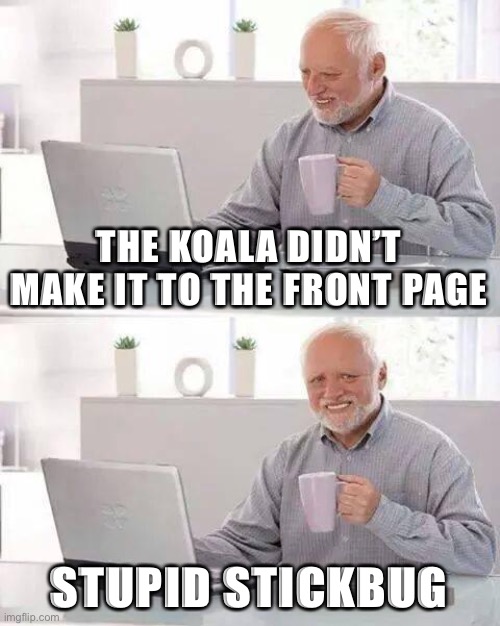 I hate that stickbug | THE KOALA DIDN’T MAKE IT TO THE FRONT PAGE; STUPID STICKBUG | image tagged in memes,hide the pain harold,koala,stickbug | made w/ Imgflip meme maker