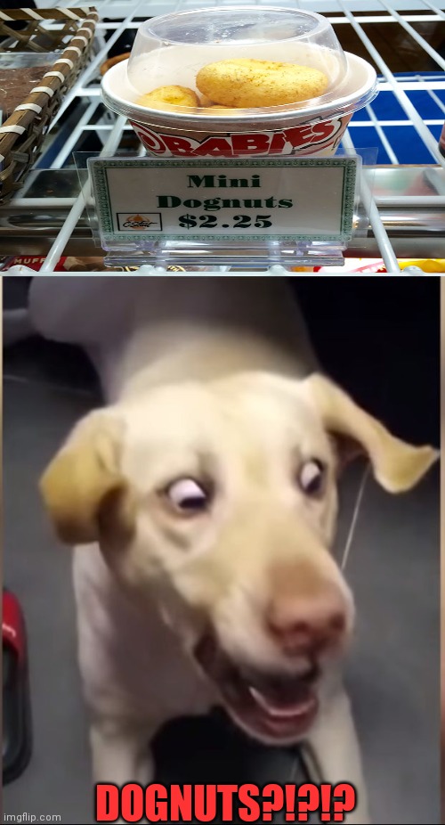 DOG SCARED | DOGNUTS?!?!? | image tagged in dog scared,dogs,misspelled,you had one job | made w/ Imgflip meme maker