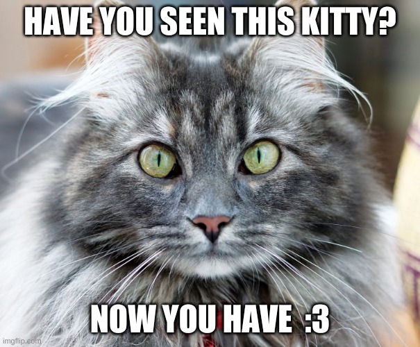 Have you seen this kitty? | HAVE YOU SEEN THIS KITTY? NOW YOU HAVE  :3 | image tagged in cats | made w/ Imgflip meme maker