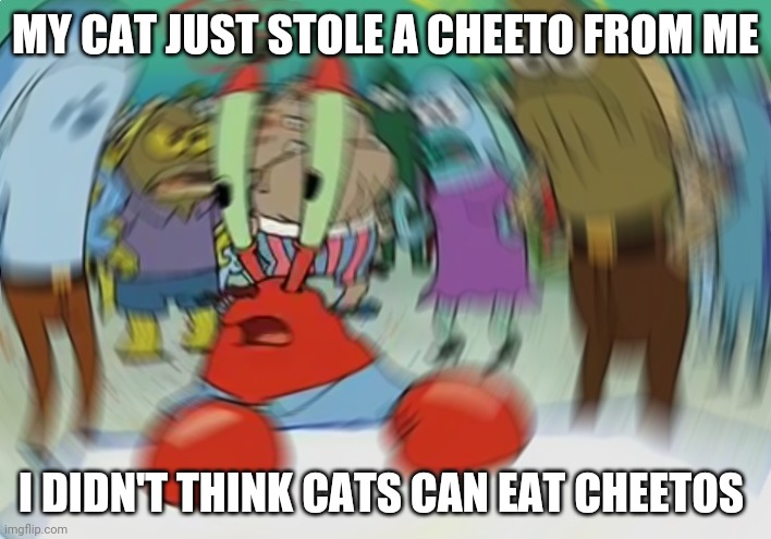 Now What? | MY CAT JUST STOLE A CHEETO FROM ME; I DIDN'T THINK CATS CAN EAT CHEETOS | image tagged in memes,mr krabs blur meme | made w/ Imgflip meme maker