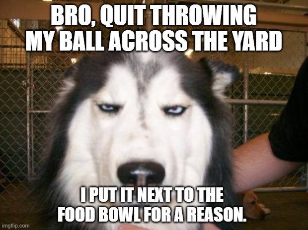 Sometimes I think this is my dog... | BRO, QUIT THROWING MY BALL ACROSS THE YARD; I PUT IT NEXT TO THE FOOD BOWL FOR A REASON. | image tagged in annoyed dog,and now for something completely different | made w/ Imgflip meme maker