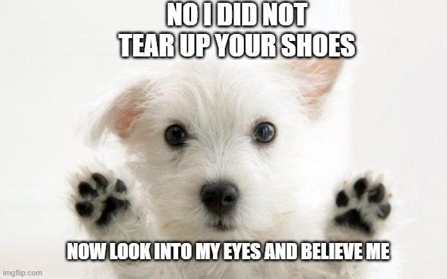This is how my dog is! | NO I DID NOT TEAR UP YOUR SHOES; NOW LOOK INTO MY EYES AND BELIEVE ME | image tagged in trouble,gone,innocent,cute dog | made w/ Imgflip meme maker