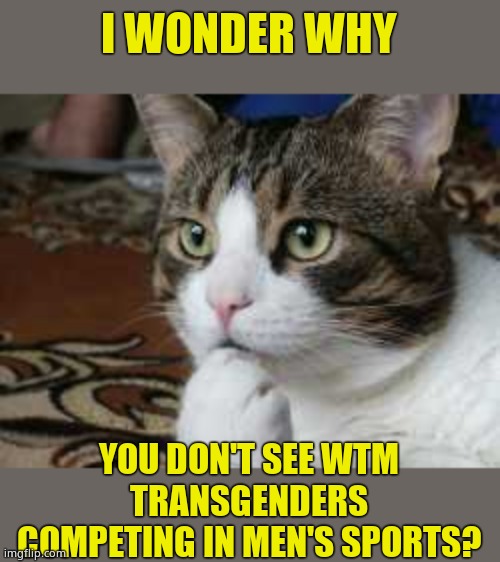 Hmmm, I really wonder! | I WONDER WHY; YOU DON'T SEE WTM TRANSGENDERS COMPETING IN MEN'S SPORTS? | image tagged in ponder cat,transgender | made w/ Imgflip meme maker