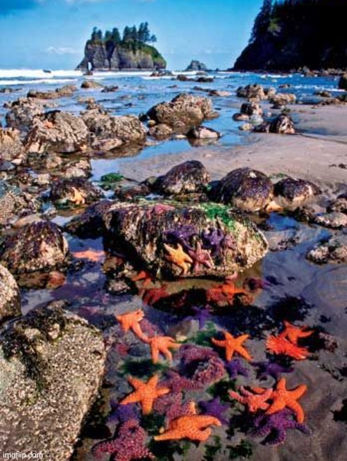 Olympic National Park, Washington State | image tagged in olympic national patk,national parks usa,mother nature,shoreline,starfish,pacific ocean | made w/ Imgflip meme maker
