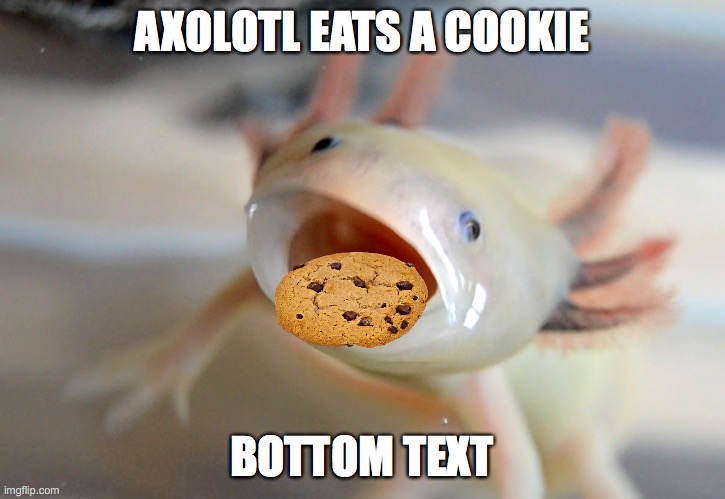 lol | AXOLOTL EATS A COOKIE; BOTTOM TEXT | image tagged in cookie | made w/ Imgflip meme maker