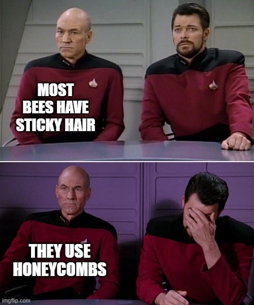 Picard Riker listening to a pun | MOST BEES HAVE STICKY HAIR; THEY USE HONEYCOMBS | image tagged in picard riker listening to a pun | made w/ Imgflip meme maker