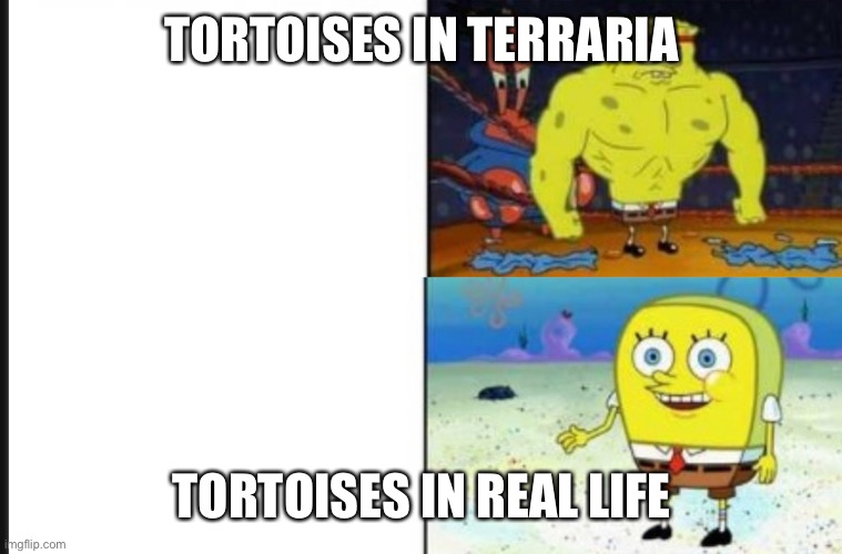 Strong VS Weak Spongebob | TORTOISES IN TERRARIA; TORTOISES IN REAL LIFE | image tagged in strong vs weak spongebob | made w/ Imgflip meme maker