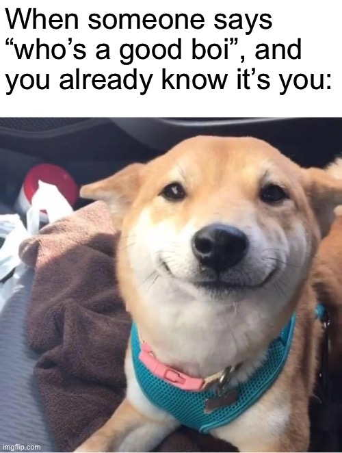 Who’s a good boy | When someone says “who’s a good boi”, and you already know it’s you: | image tagged in good boy | made w/ Imgflip meme maker