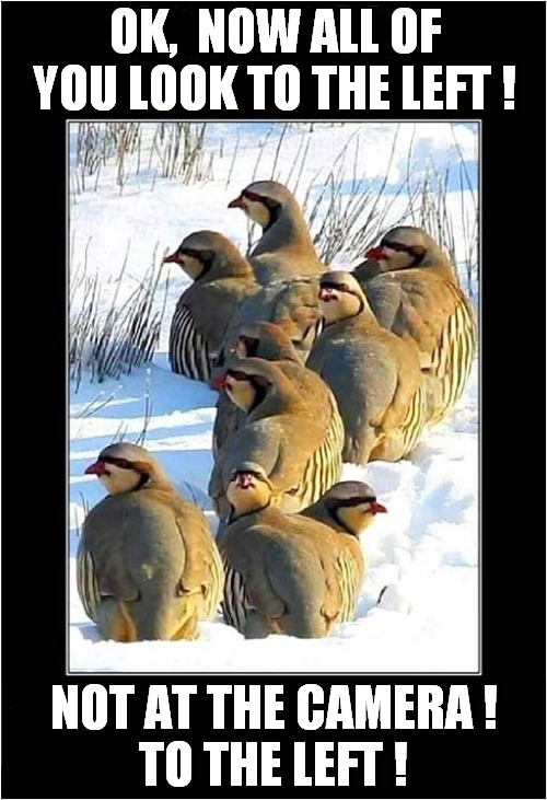 Frustrated Wildlife Photographer ! |  OK,  NOW ALL OF YOU LOOK TO THE LEFT ! NOT AT THE CAMERA !
TO THE LEFT ! | image tagged in fun,frustration,wildlife,photographer | made w/ Imgflip meme maker