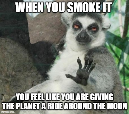 Stoner Lemur Meme | WHEN YOU SMOKE IT YOU FEEL LIKE YOU ARE GIVING THE PLANET A RIDE AROUND THE MOON | image tagged in memes,stoner lemur | made w/ Imgflip meme maker