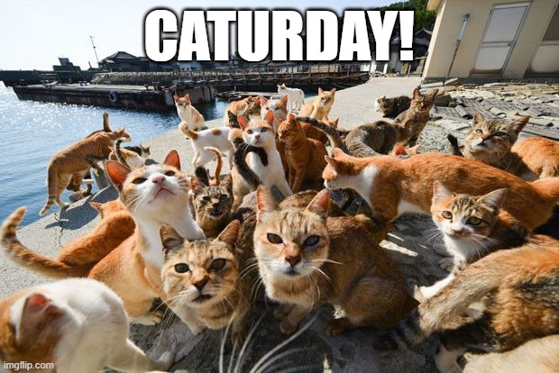 Caturday! June 26, 2021 | CATURDAY! | image tagged in caturday | made w/ Imgflip meme maker