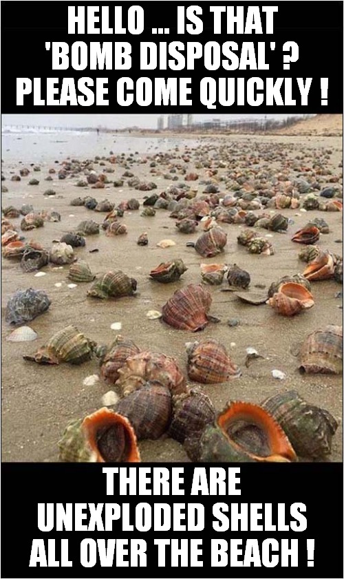Shells Everywhere ! | HELLO ... IS THAT
 'BOMB DISPOSAL' ? 
PLEASE COME QUICKLY ! THERE ARE UNEXPLODED SHELLS ALL OVER THE BEACH ! | image tagged in shells,bomb disposal,prank call | made w/ Imgflip meme maker