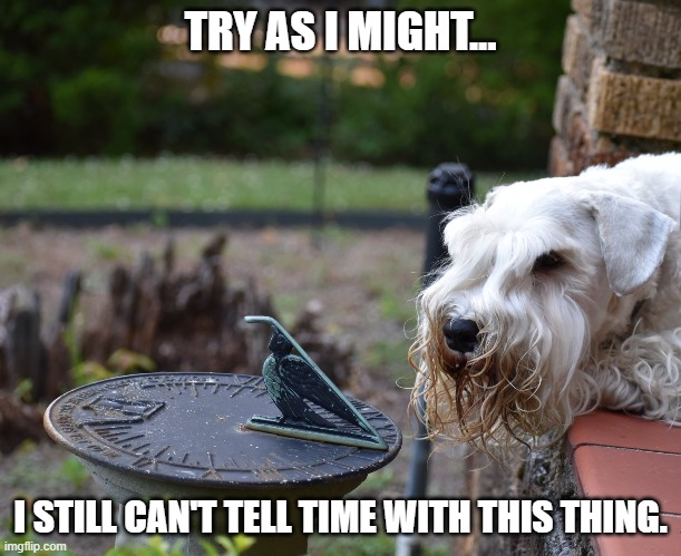 Telling Time | TRY AS I MIGHT... I STILL CAN'T TELL TIME WITH THIS THING. | image tagged in dog,sundial,dog memes,funny | made w/ Imgflip meme maker