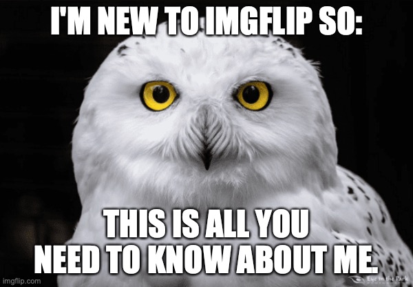 Introduction to Owl_Offical | I'M NEW TO IMGFLIP SO:; THIS IS ALL YOU NEED TO KNOW ABOUT ME. | image tagged in owls | made w/ Imgflip meme maker