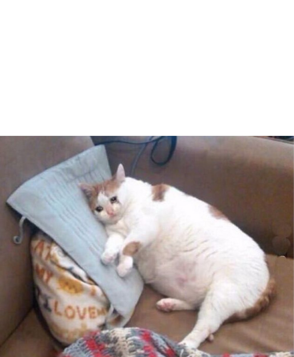 sad fat cat text box Blank Meme Template